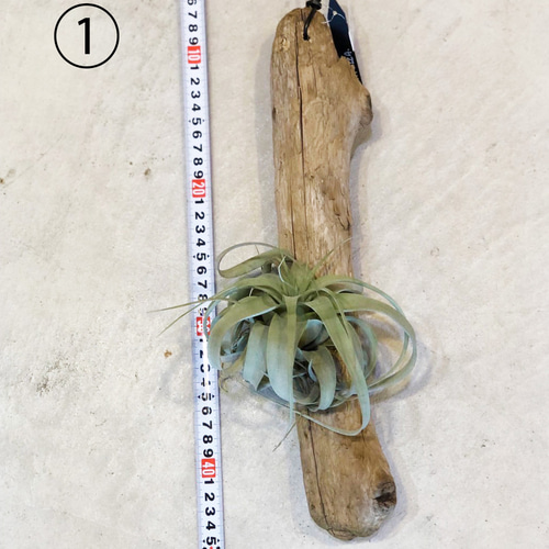 選べる エアプランツ キセログラフィカ 流木着生 ティランジア