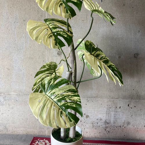 光触媒 人工観葉植物 ウォールグリーン フェイク フラワー 斑入り