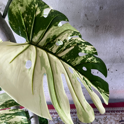 光触媒 人工観葉植物 ウォールグリーン フェイク フラワー 斑入り