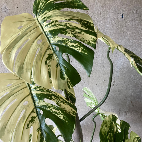 光触媒 人工観葉植物 ウォールグリーン フェイク フラワー 斑入り