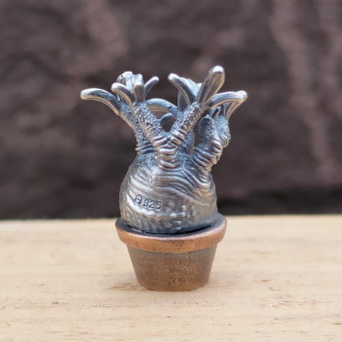 塊根植物 パキポディウム グラキリスのペンダント001 革紐ネックレス