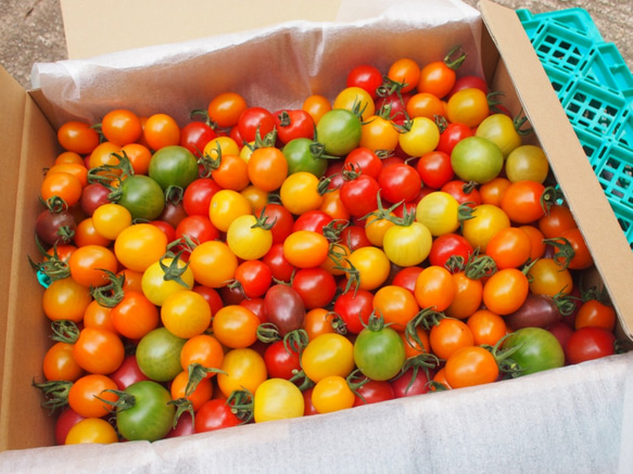 【飛騨高山産】　有機栽培トマト　詰め合わせ　「彩りトマト」　2kg 1枚目の画像