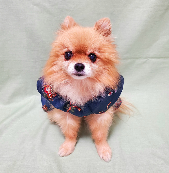 ペット服【オーダー】 ワンピース フリル袖 可愛い わんこ服 犬服 猫服 2枚目の画像