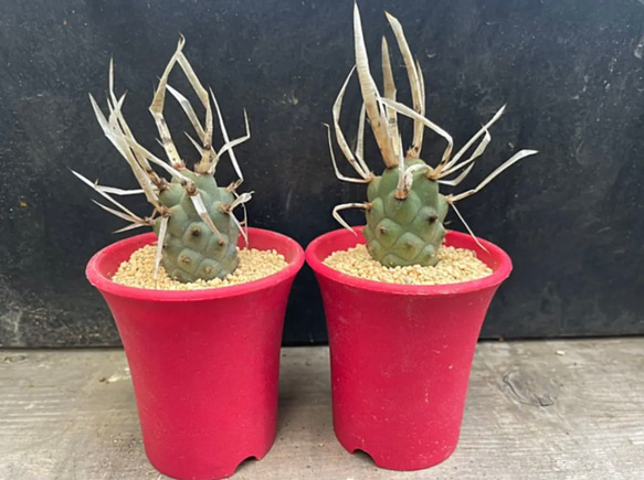 ⚠️希少⚠️テフロカクタス✳️アーティキュラータス✳️武蔵野※大きめ個体❗️ 人気・おすすめ｜売れ筋商品・話題商品におすすめ コスパ重視 安心配送 スピーディーにお届け