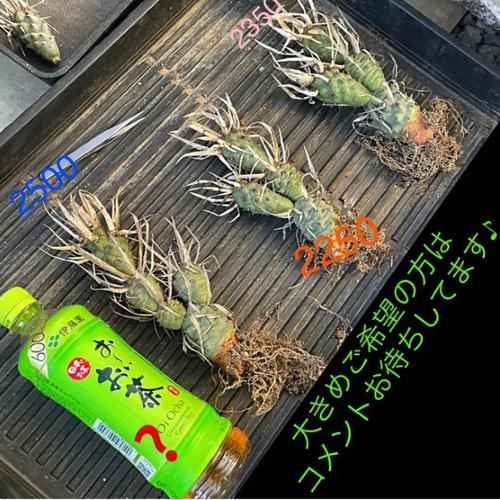 ⚠️希少⚠️テフロカクタス✳️アーティキュラータス✳️武蔵野 ⚠️希少⚠️テフロカクタス✳️アーティキュラータス✳️武蔵野