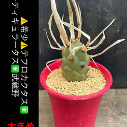 限定④SET‼️品種ラベル付き❗️センペルビウム10株SET 限定④SET‼️品種ラベル付き❗️センペルビウム10株SET
