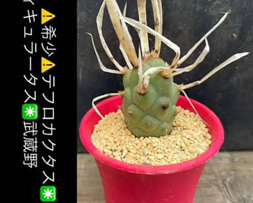グランドセール 43c8675ed448121063d801c844d5a8 サボテン