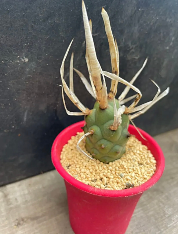 ⚠️希少⚠️テフロカクタス✳️アーティキュラータス✳️武蔵野※大きめ個体❗️ 人気・おすすめ｜売れ筋商品・話題商品におすすめ コスパ重視 安心配送 スピーディーにお届け