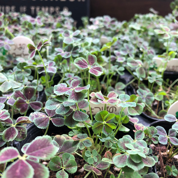 幸せのクローバー♡四つ葉のクローバー♡ガーデニング♡観葉植物♡ 7枚目の画像