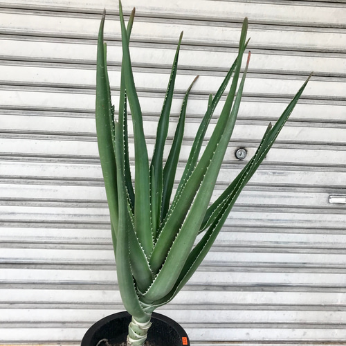 レア種 アロエ トンガエンシス メデューサ その他インテリア雑貨