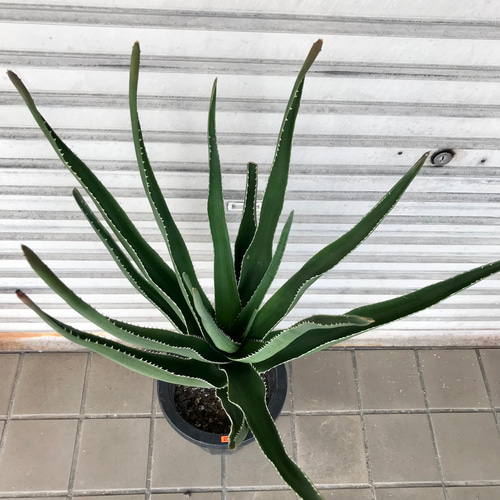 レア種 アロエ トンガエンシス メデューサ その他インテリア雑貨