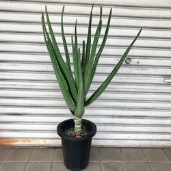 5b38dbc4e70a769d1b63d833127cfe