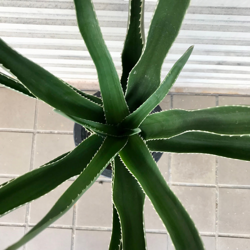 アロエ　メデューサ Yahoo!オークション - ［Pof］Aloe tongaensis 'Medusa' アロエ