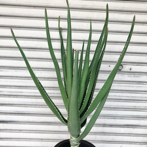 レア種 アロエ トンガエンシス メデューサ その他インテリア雑貨