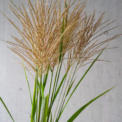 花屋さんからお届け ススキ10本を可愛くラッピングした花束 高さ70cm 秋の長夜を楽しむフラワーギフト 5枚目の画像