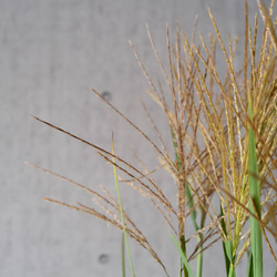 花屋さんからお届け ススキ10本を可愛くラッピングした花束 高さ70cm 秋の長夜を楽しむフラワーギフト 7枚目の画像