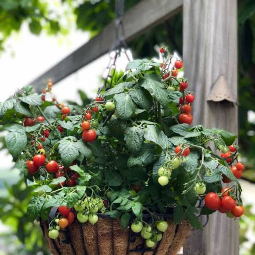 ブッシュトマトの種(コンパクト・ドワーフトマト) ブッシュトマトの種(コンパクト・ドワーフトマト) ドワーフトマト 種