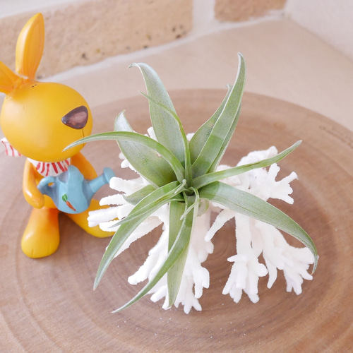 沖縄県宮古島産 天然 サンゴ S 素材販売 インテリア エアープランツ