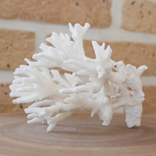沖縄県宮古島産 天然 サンゴ S 素材販売 インテリア エアープランツ