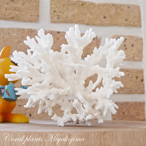 沖縄県宮古島産 天然 サンゴ S 素材販売 インテリア エアープランツ