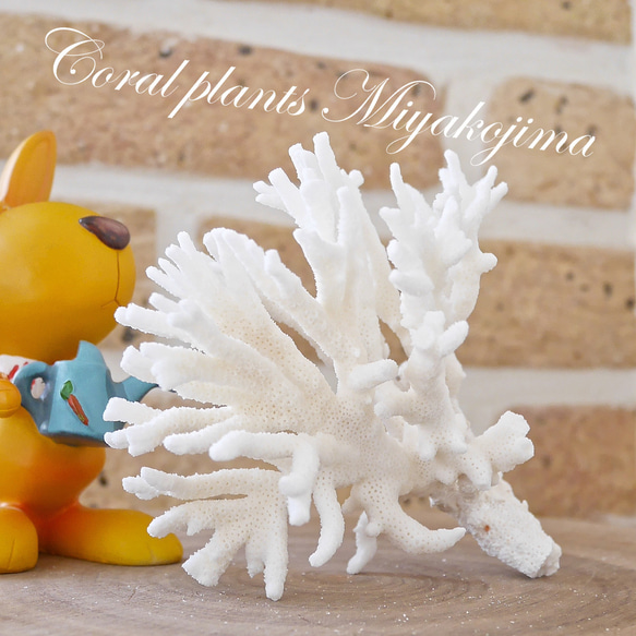 沖縄県宮古島産 天然 サンゴ S 素材販売 インテリア エアープランツ