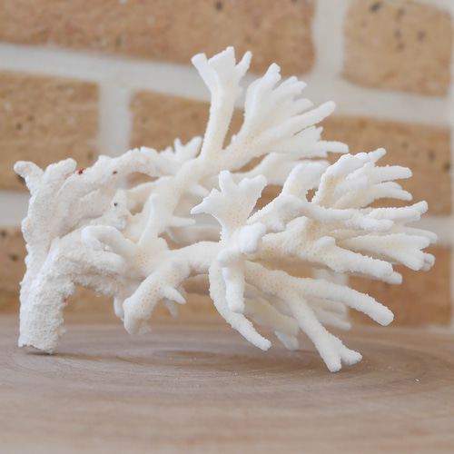 沖縄県宮古島産 天然 サンゴ S 素材販売 インテリア エアープランツ