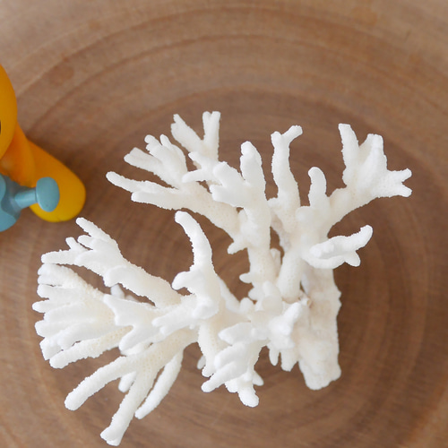 沖縄県宮古島産 天然 サンゴ S 素材販売 インテリア エアープランツ