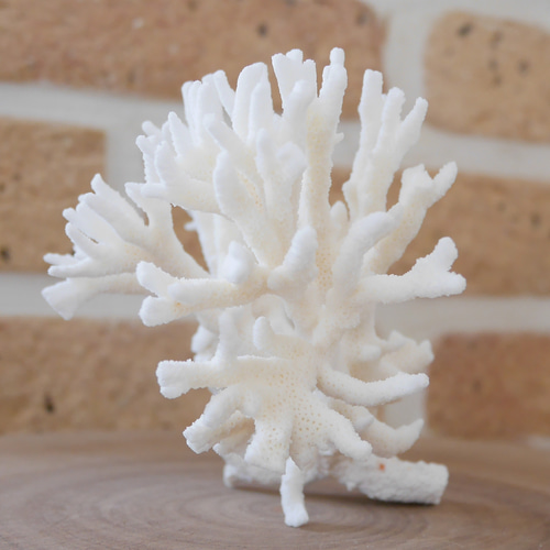 沖縄県宮古島産 天然 サンゴ S 素材販売 インテリア エアープランツ