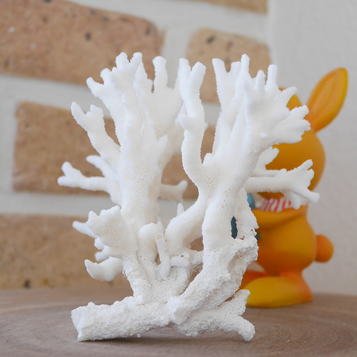 沖縄県宮古島産 天然 サンゴ S 素材販売 インテリア エアープランツ