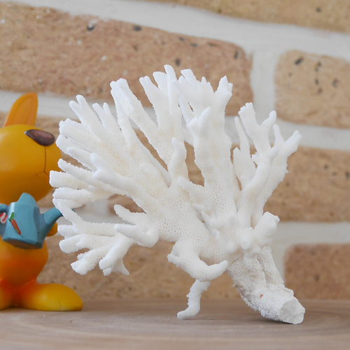 沖縄県宮古島産 天然 サンゴ S 素材販売 インテリア エアープランツ