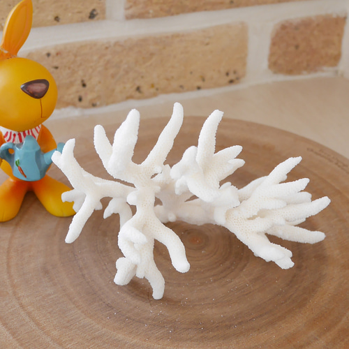 沖縄県宮古島産 天然 サンゴ S 素材販売 インテリア エアープランツ