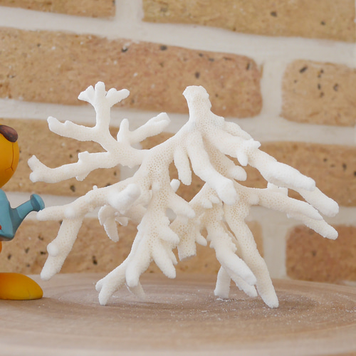 沖縄県宮古島産 天然 サンゴ S 素材販売 インテリア エアープランツ