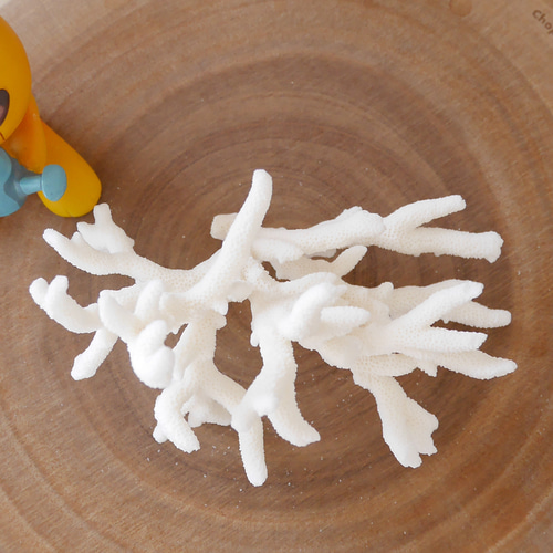 沖縄県宮古島産 天然 サンゴ S 素材販売 インテリア エアープランツ