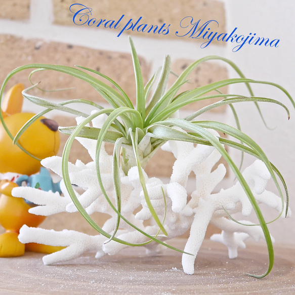 沖縄県宮古島産 天然 サンゴ S 素材販売 インテリア エアープランツ