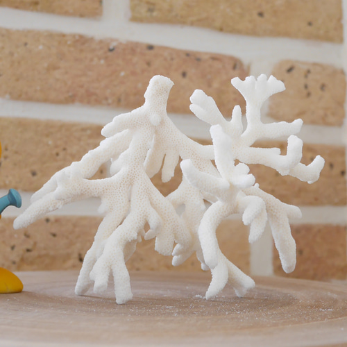 沖縄県宮古島産 天然 サンゴ S 素材販売 インテリア エアープランツ