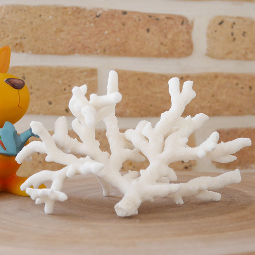 沖縄県宮古島産 天然 サンゴ S 素材販売 インテリア エアープランツ