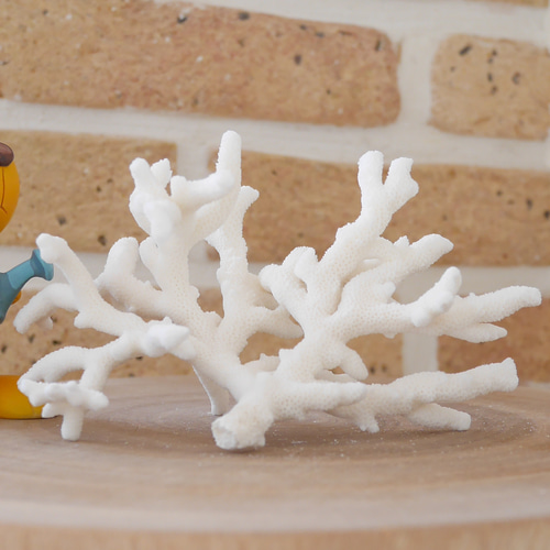 沖縄県宮古島産 天然 サンゴ S 素材販売 インテリア エアープランツ