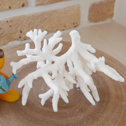 沖縄県宮古島産 天然 サンゴ S 素材販売 インテリア エアープランツ