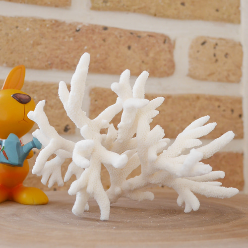 沖縄県宮古島産 天然 サンゴ S 素材販売 インテリア エアープランツ