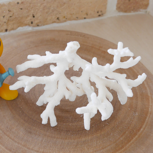 沖縄県宮古島産 天然 サンゴ S 素材販売 インテリア エアープランツ