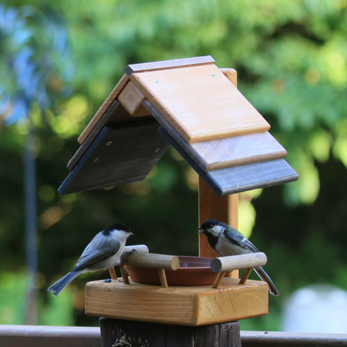 【ちょび】ことりのお食事処 お食事処 飛鳥（ひちょう） (@sainen_hichou) · Kanazawa-shi