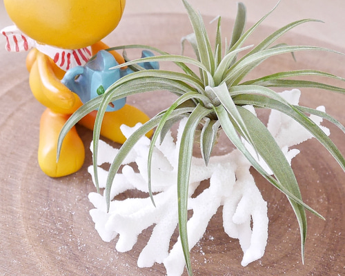 希少！宮古島産【サンゴ】と【貝殻】のティッシュケース 希少！宮古島