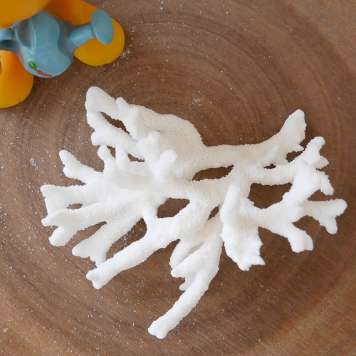 【セール❗️】天然アップル珊瑚　置物 沖縄県 宮古島産 天然 枝サンゴ Sサイズ 割れ物注意！素材販売