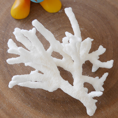 沖縄県宮古島産 天然 サンゴ SS 素材販売 インテリア エアープランツ