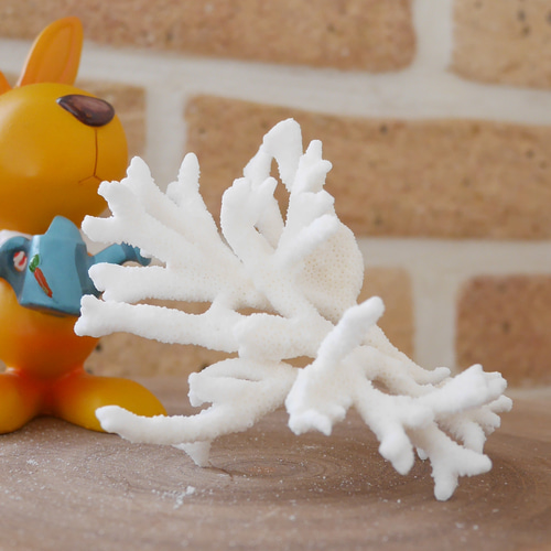 沖縄県宮古島産 天然 サンゴ SS 素材販売 インテリア エアープランツ