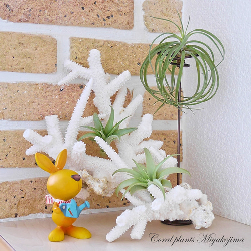 沖縄県宮古島産 天然 サンゴ SS 素材販売 インテリア エアープランツ