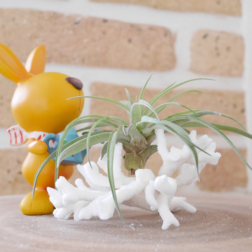 沖縄県宮古島産 天然 サンゴ SS 素材販売 インテリア エアープランツ