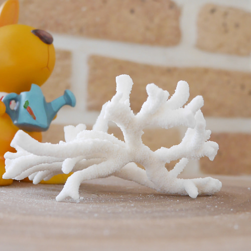 沖縄県宮古島産 天然 サンゴ SS 素材販売 インテリア エアープランツ