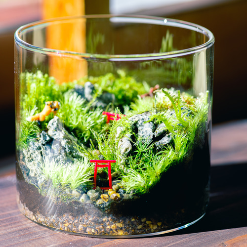 20 【新春】【正月】【テラリウム、苔テラリウム(苔リウム・コケリウム