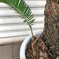 大型！ 子株大量 ソテツ 蘇鉄 Cycas revoluta 11枚目の画像